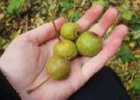 Bergamott-päron från Kalvstorp